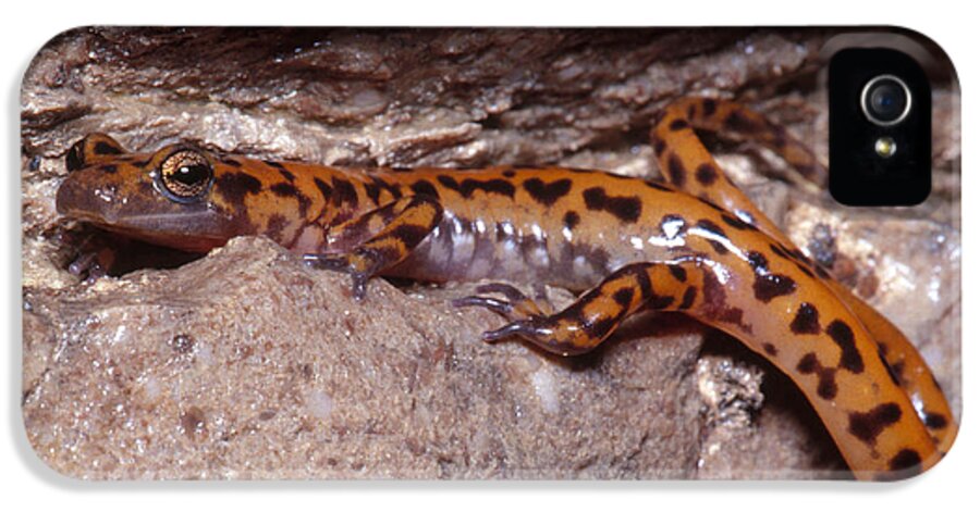 Cave Salamander iPhone 5s Case featuring the photograph Cave Salamander #7 by Dante Fenolio
