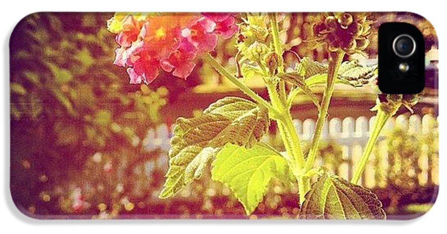 Beautiful iPhone 5s Case featuring the photograph #sunlight #beautiful #flower by Cortney Herron