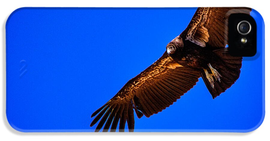 California Condor iPhone 5s Case featuring the photograph The California Condor by David Patterson