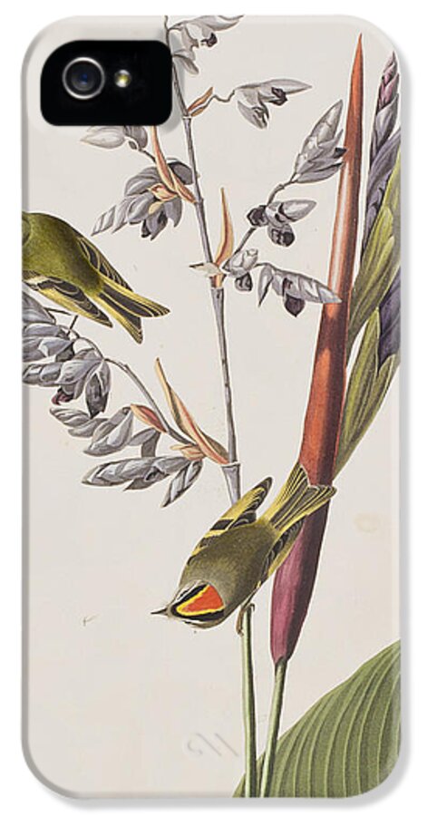 Wren iPhone 5s Case featuring the painting Golden-crested Wren by John James Audubon
