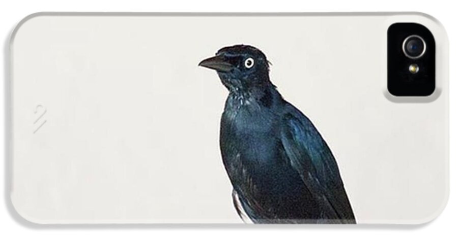 Caribgrackle iPhone 5s Case featuring the photograph A Carib Grackle (quiscalus Lugubris) On by John Edwards