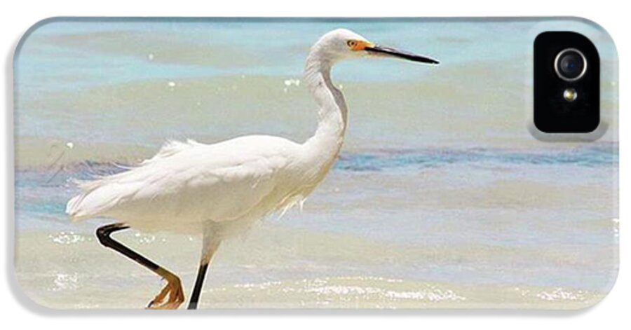 Egret iPhone 5s Case featuring the photograph A Snowy Egret (egretta Thula) At Mahoe by John Edwards