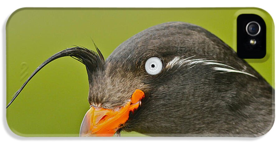 Crested Auklet iPhone 5s Case featuring the photograph Crested Auklet by Desmond Dugan/FLPA