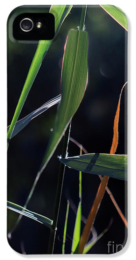 Leaves iPhone 5s Case featuring the photograph Fragment by Linda Lees
