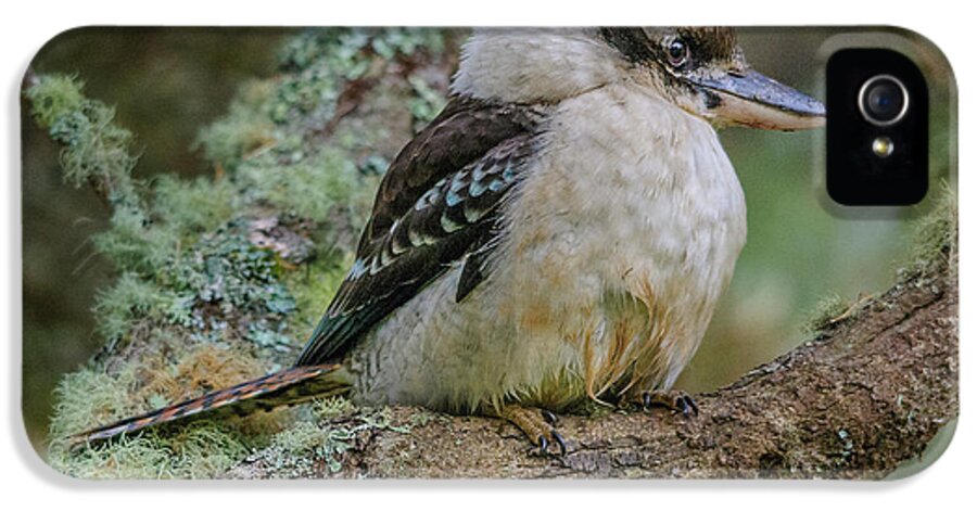 Bird iPhone 5s Case featuring the photograph Kookaburra 4 by Werner Padarin