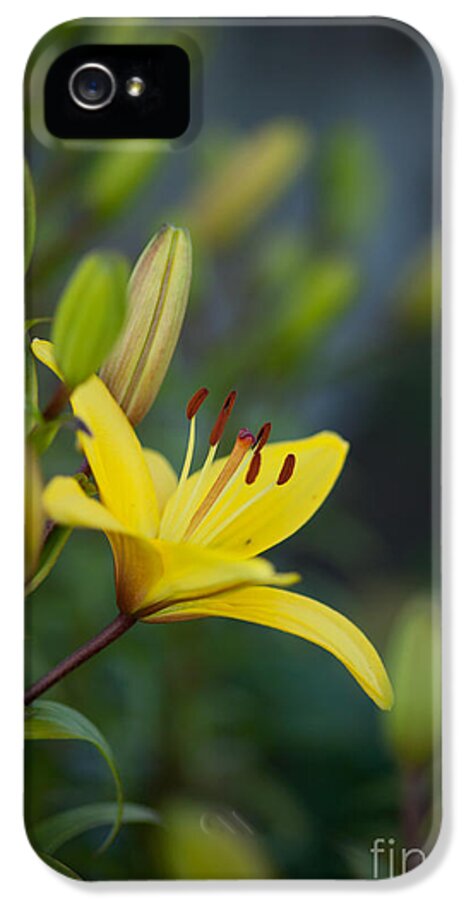 Lily iPhone 5s Case featuring the photograph Morning Lily by Mike Reid