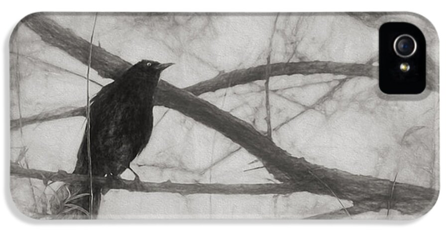 Brewer Blackbird iPhone 5s Case featuring the photograph Nevermore by Melinda Wolverson