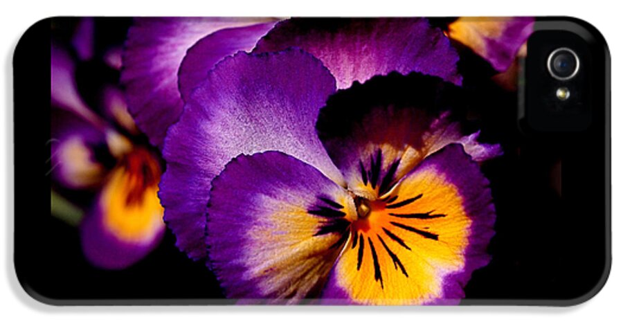 Pansies iPhone 5s Case featuring the photograph Pansies by Rona Black