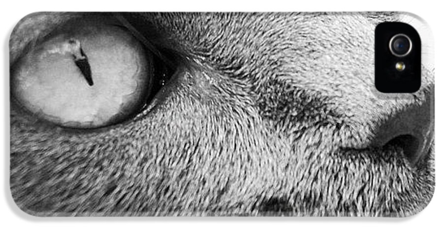 Cat iPhone 5s Case featuring the photograph Pout by Cameron Bentley