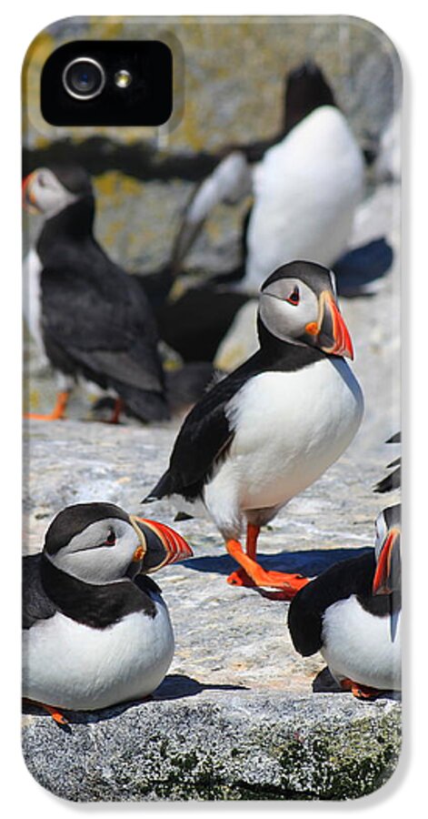 Wildlife iPhone 5s Case featuring the photograph Puffins at Rest by John Burk