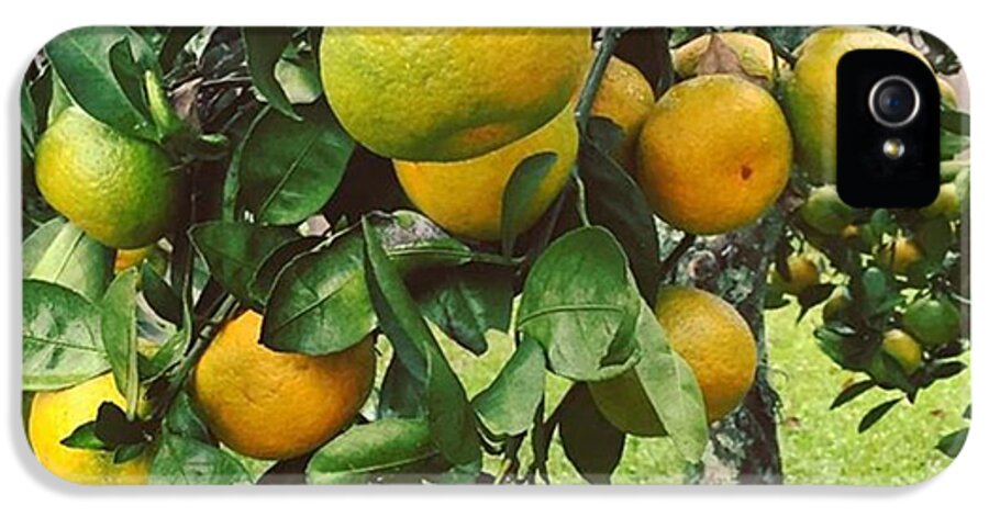 Fruit iPhone 5s Case featuring the photograph Satsumas..we Wait All Year For These by Scott Pellegrin