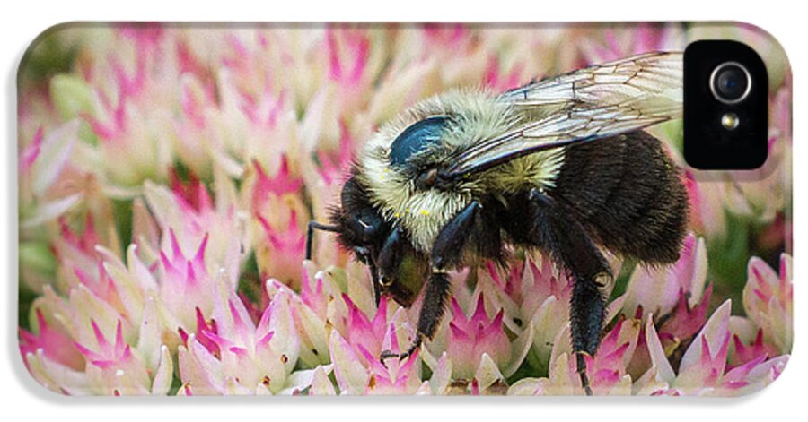 Bee iPhone 5s Case featuring the photograph Sedum Bumbler by Bill Pevlor