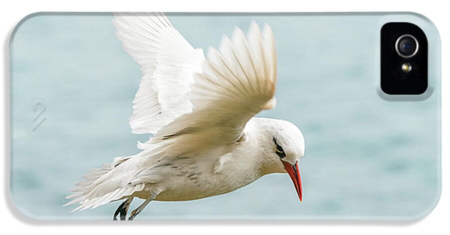 Bird iPhone 5s Case featuring the photograph Tropic Bird 4 by Werner Padarin