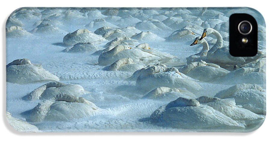 Whooper Swan iPhone 5s Case featuring the photograph Whooper Swans in Snow by Teiji Saga and Photo Researchers