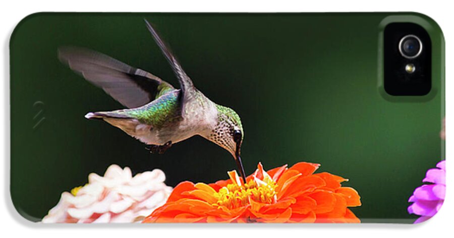 Hummingbird iPhone 5s Case featuring the photograph Hummingbird in Flight with Orange Zinnia Flower by Christina Rollo