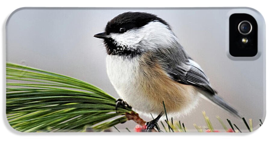 Chickadee iPhone 5s Case featuring the photograph Pine Chickadee by Christina Rollo