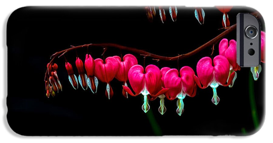 Bleeding Hearts iPhone 6 Case featuring the photograph Bleeding Hearts #1 by Robert Bales