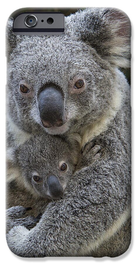 Feb0514 iPhone 6 Case featuring the photograph Koala Mother Holding Joey Australia #1 by Suzi Eszterhas