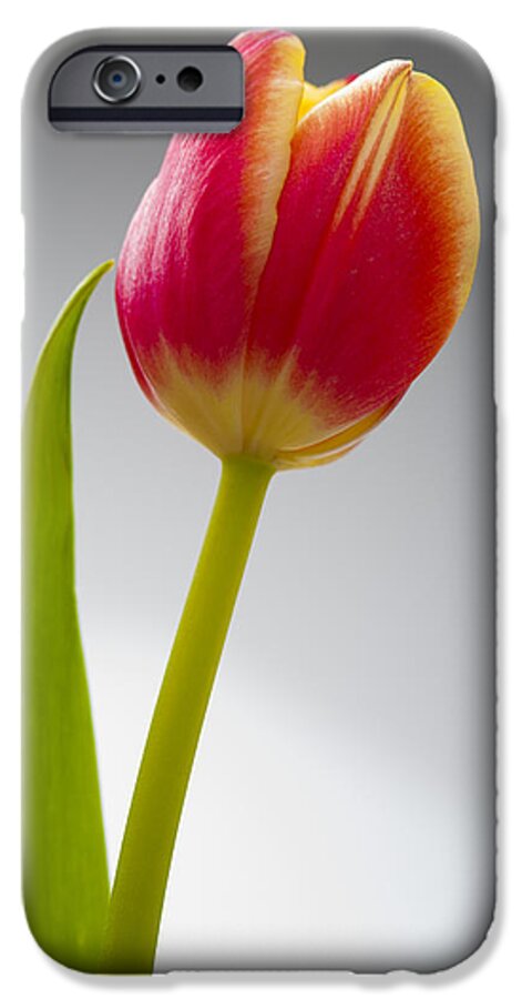 Tulip iPhone 6 Case featuring the photograph Tulip #1 by Sebastian Musial