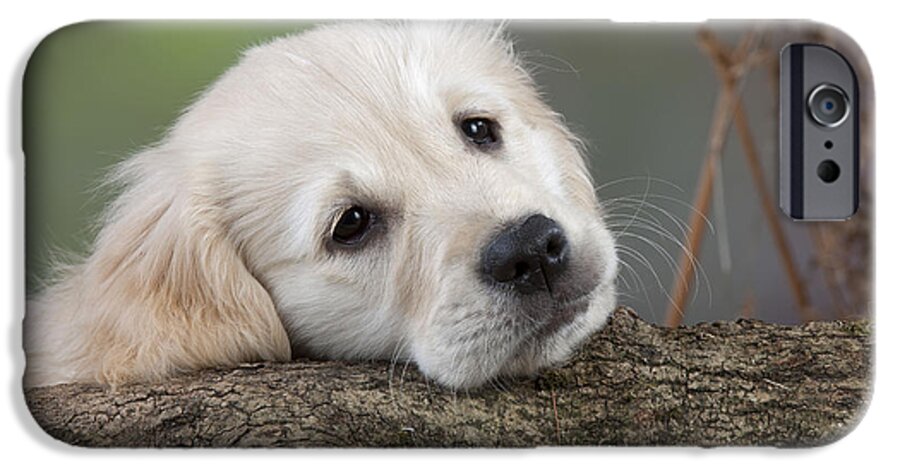 Dog iPhone 6 Case featuring the photograph Golden Retriever Puppy #10 by John Daniels