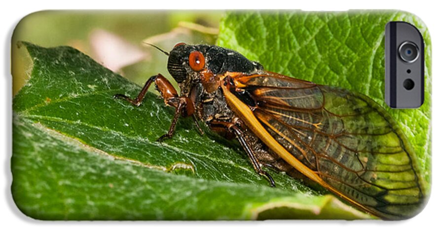 17 Year Cicada iPhone 6 Case featuring the photograph 17 Year Cicada 2 by Lara Ellis