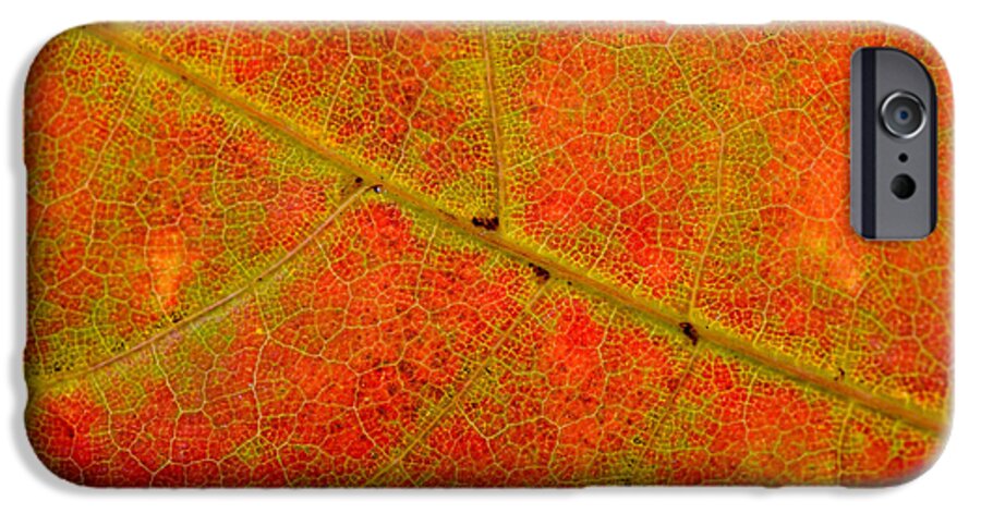 Abstract iPhone 6 Case featuring the photograph Autumn Maple Leaf Macro #24 by Alain De Maximy