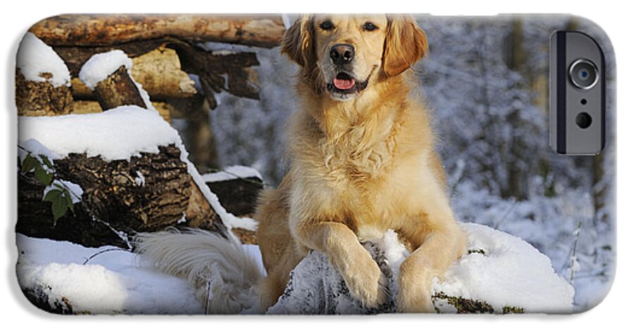 Dog iPhone 6 Case featuring the photograph Golden Retriever In Snow #7 by John Daniels