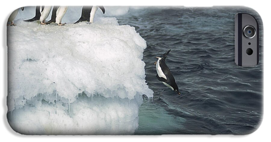Feb0514 iPhone 6 Case featuring the photograph Adelie Penguins Leaping Off Ice Ross by Tui De Roy