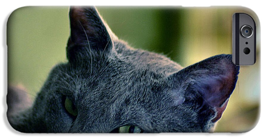 Russian Blue Cat iPhone 6 Case featuring the photograph Beautiful Cat by Luv Photography