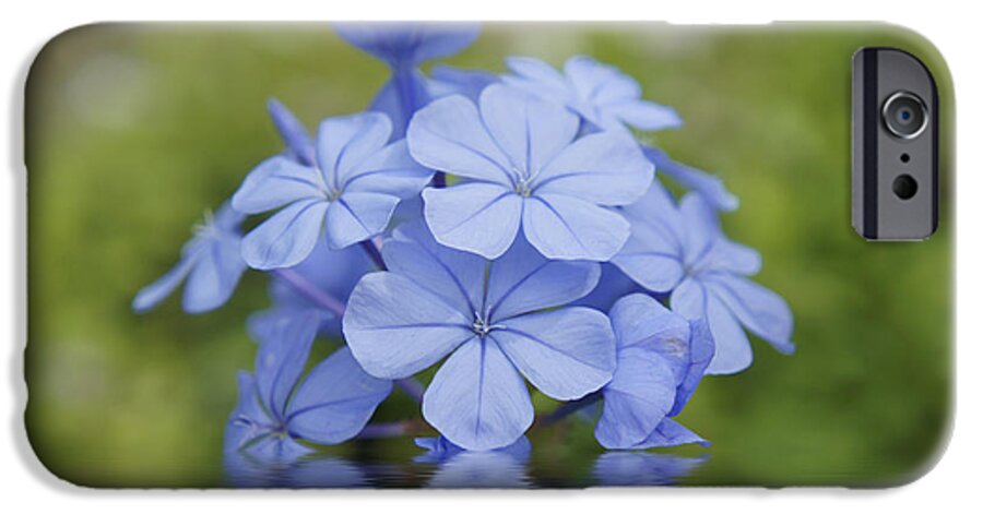 Blue iPhone 6 Case featuring the photograph Blue Flowers #4 by Aged Pixel
