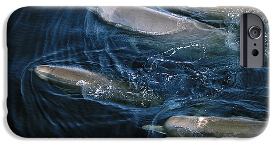 Feb0514 iPhone 6 Case featuring the photograph Bottlenose Whales Surfacing Nova Scotia by Flip Nicklin