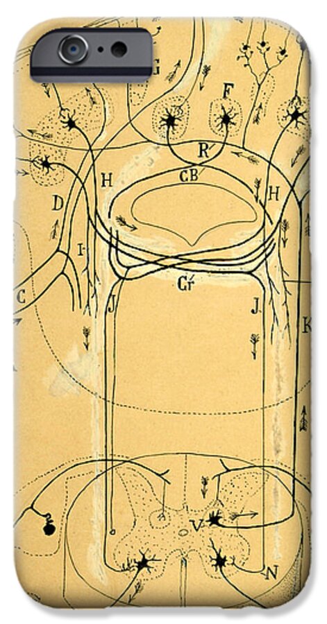 Vestibular Connections iPhone 6 Case featuring the drawing Brain Vestibular Sensor Connections by Cajal 1899 by Science Source