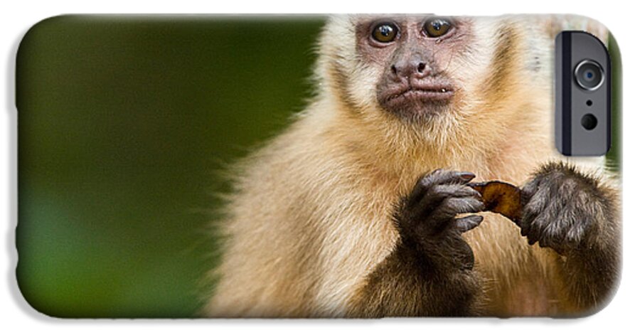 Photography iPhone 6 Case featuring the photograph Close-up Of A Brown Capuchin Cebus by Panoramic Images