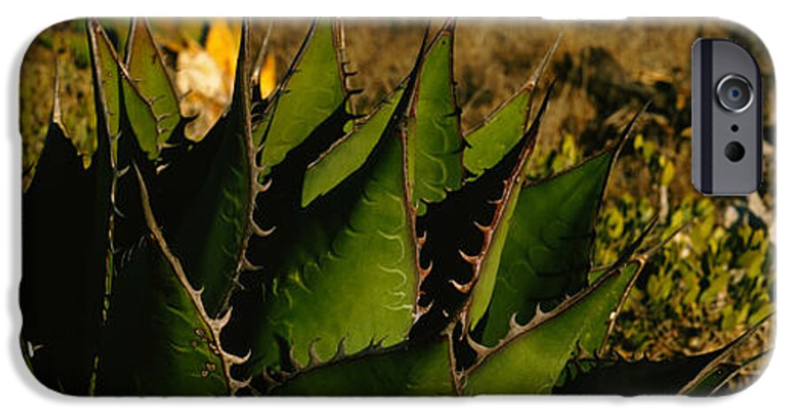 Photography iPhone 6 Case featuring the photograph Close-up Of An Aloe Vera Plant, Baja by Panoramic Images