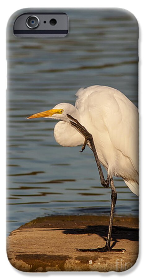Animal iPhone 6 Case featuring the photograph Egret Has A Thought by Robert Frederick