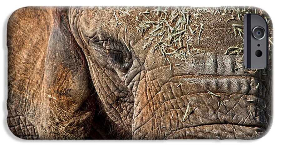 Elephant iPhone 6 Case featuring the photograph Elephant never forgets by Miroslava Jurcik