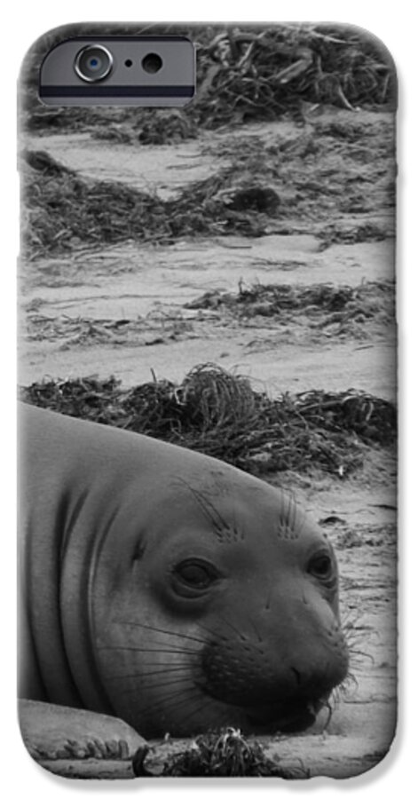 Elephant Seal iPhone 6 Case featuring the photograph Elephant Seal Conteplation by Gwendolyn Barnhart