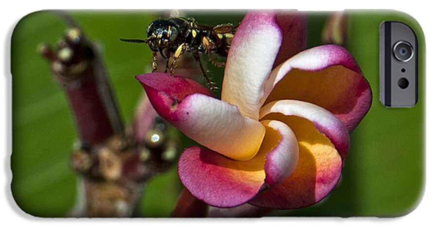 Philodendron iPhone 6 Case featuring the photograph Frangie's visitor by Roy Thoman