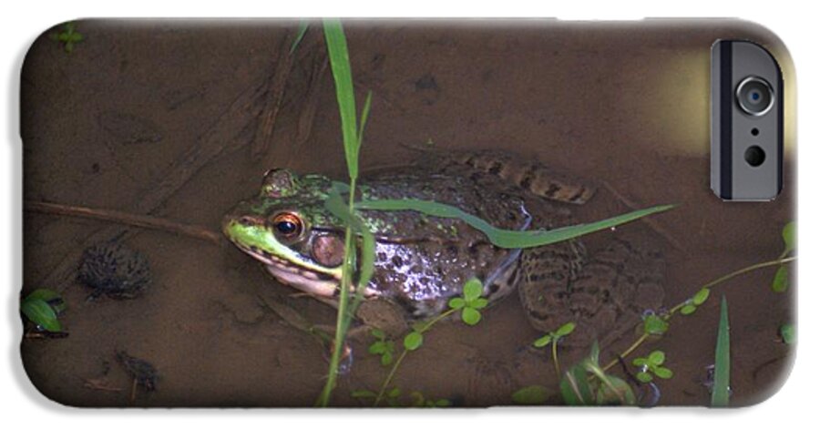 Frog iPhone 6 Case featuring the photograph Frog Profile by Rob Luzier