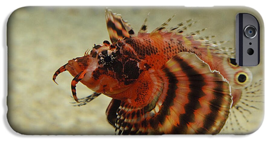 Aquarium iPhone 6 Case featuring the photograph Fu Manchu Lionfish by John Shaw