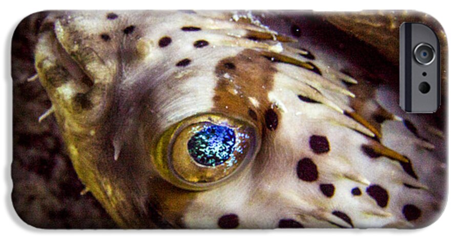 Puffer iPhone 6 Case featuring the photograph Goggly Eye by Jean Noren