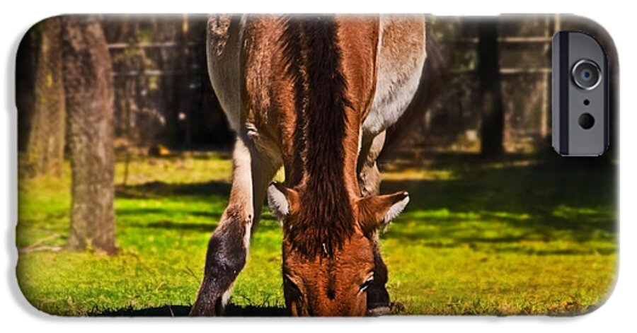 #przewalski's Horse iPhone 6 Case featuring the photograph Grazing with an attitude by Miroslava Jurcik