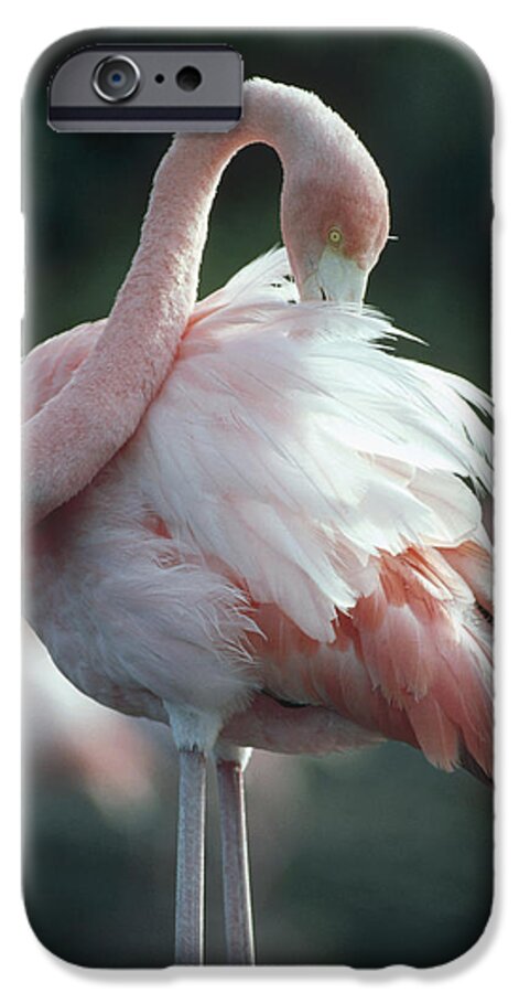 Feb0514 iPhone 6 Case featuring the photograph Greater Flamingo Preening Galapagos by Tui De Roy