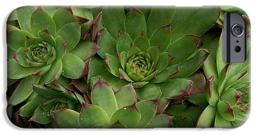 Unlimited Petals .plant iPhone 6 Case featuring the photograph Hen and Chicks by Sharon Duguay