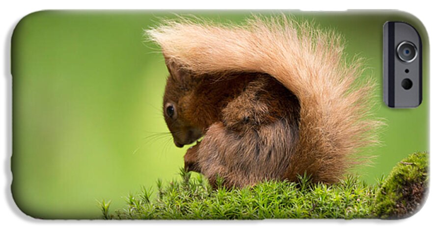 Red Squirrel iPhone 6 Case featuring the photograph I Hide Under My Tail by Louise Heusinkveld