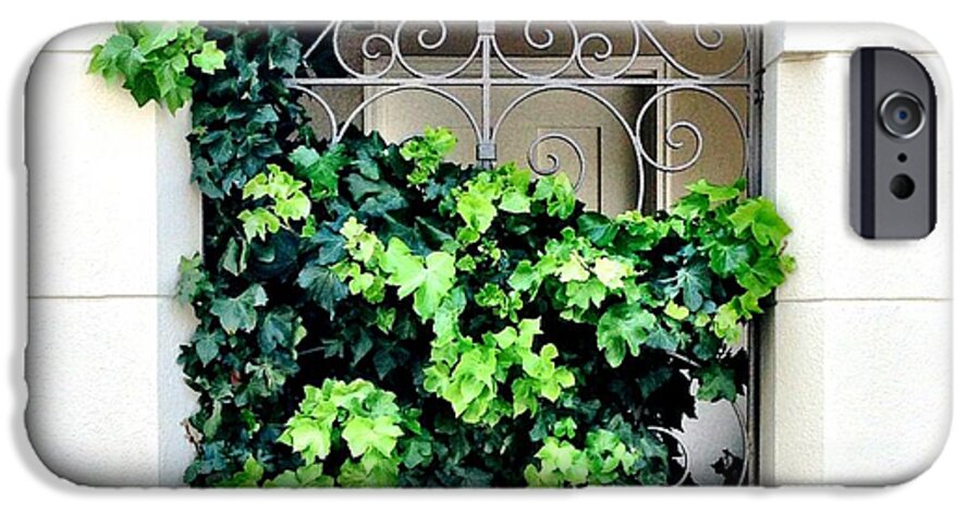 Ivy iPhone 6 Case featuring the photograph Ivy by Julie Gebhardt