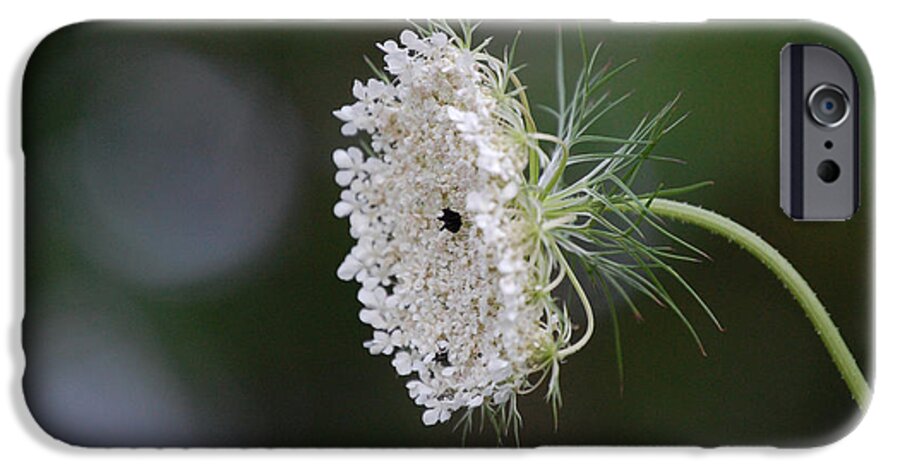 First Star Art iPhone 6 Case featuring the photograph jammer Garden Lace 2 by First Star Art