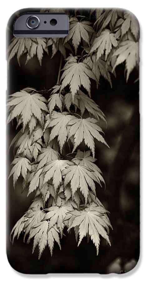 Acer Palmatum iPhone 6 Case featuring the photograph Japanese maple in Sepia by Tim Gainey