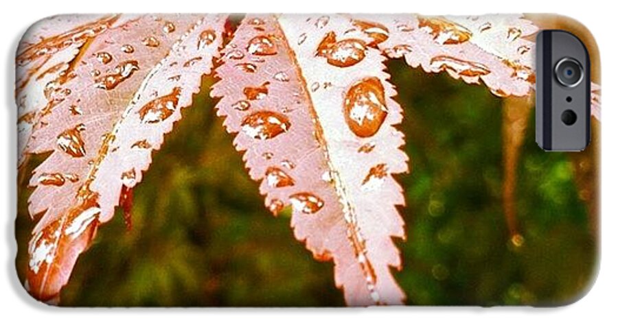 Leaf iPhone 6 Case featuring the photograph Japanese Maple Leaves by Marianna Mills