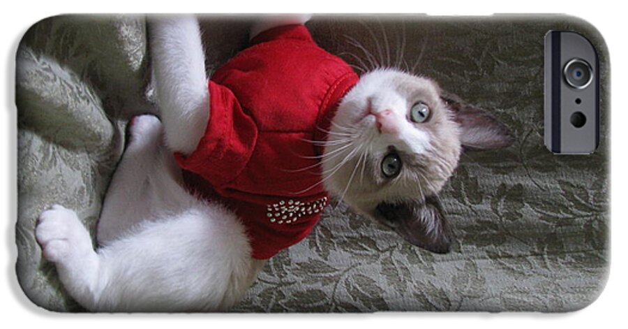 Kitten iPhone 6 Case featuring the photograph Kitten Red Christmas T Shirt one by Pamela Benham